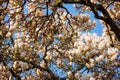 magnolia soulangeana in full blossom in morning light Royalty Free Stock Photo