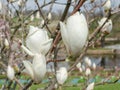 Magnolia soulangeana Lennei Alba blooming in Poland Royalty Free Stock Photo