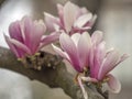 Magnolia soulangeana, saucer magnolia tree Royalty Free Stock Photo