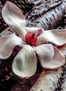 Magnolia soulangeana, saucer magnolia tree Royalty Free Stock Photo