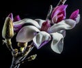 Magnolia soulangeana, saucer magnolia tree Royalty Free Stock Photo