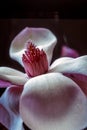 Magnolia soulangeana, saucer magnolia tree Royalty Free Stock Photo