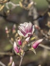 Magnolia soulangeana, saucer magnolia tree Royalty Free Stock Photo