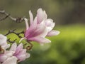 Magnolia soulangeana, saucer magnolia tree Royalty Free Stock Photo