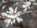 Magnolia soulangeana, saucer magnolia tree Royalty Free Stock Photo