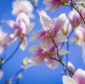 Magnolia soulangeana or saucer magnolia white pink blossom tree flower close up selective focus on the blue sky background Royalty Free Stock Photo