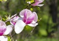 Magnolia soulangeana or saucer magnolia white pink blossom tree flower close up selective focus Royalty Free Stock Photo