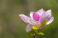 Magnolia soulangeana or saucer magnolia white pink blossom tree flower close up selective focus Royalty Free Stock Photo