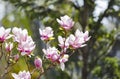 Magnolia soulangeana or saucer magnolia white pink blossom tree flower close up selective focus Royalty Free Stock Photo