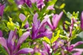 Magnolia soulangeana or saucer magnolia purple pink blossom tree flower close up selective focus in botanical garden, Kharkov, Royalty Free Stock Photo