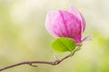 Magnolia soulangeana, saucer magnolia tree flower Royalty Free Stock Photo