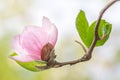 Magnolia soulangeana, saucer magnolia tree flower Royalty Free Stock Photo