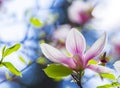 Magnolia soulangeana or saucer magnolia white pink blossom tree flower close up selective focus on the blue sky background Royalty Free Stock Photo