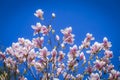 Magnolia soulangeana or saucer magnolia white pink blossom tree flower close up selective focus on the blue sky background Royalty Free Stock Photo