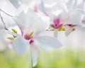 Magnolia soulangeana or saucer magnolia white pink blossom tree flower close up selective focus in botanical garden in Kharkov, Royalty Free Stock Photo