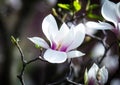 Magnolia soulangeana or saucer magnolia white pink blossom tree flower close up selective focus in botanical garden, Kharkov, Royalty Free Stock Photo