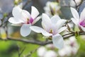 Magnolia soulangeana or saucer magnolia white pink blossom tree flower close up selective focus in botanical garden, Kharkov, Royalty Free Stock Photo