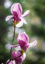 Magnolia soulangeana or saucer magnolia white pink blossom tree flower close up selective focus in botanical garden, Kharkov, Royalty Free Stock Photo