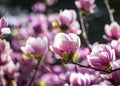 Magnolia soulangeana or saucer magnolia white pink blossom tree flower close up selective focus in botanical garden, Kharkov, Royalty Free Stock Photo