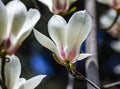 Magnolia soulangeana or saucer magnolia white pink blossom tree flower close up selective focus in botanical garden, Kharkov, Royalty Free Stock Photo