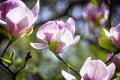 Magnolia soulangeana or saucer magnolia white pink blossom tree flower close up selective focus in botanical garden, Kharkov, Royalty Free Stock Photo