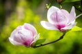 Magnolia soulangeana or saucer magnolia white pink blossom tree flower close up selective focus in botanical garden, Kharkov, Royalty Free Stock Photo