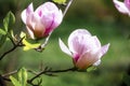 Magnolia soulangeana or saucer magnolia white pink blossom tree flower close up selective focus in botanical garden, Kharkov, Royalty Free Stock Photo