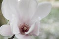 Magnolia soulangeana tree in bloom Royalty Free Stock Photo