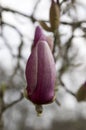 Single flower magnolia soulangeana tree in bloom on white background Royalty Free Stock Photo