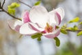 Magnolia spring flower close up Royalty Free Stock Photo