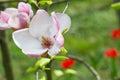 Magnolia spring flower close up Royalty Free Stock Photo