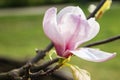 Magnolia spring flower