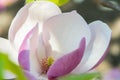 Magnolia in Spring