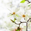 Magnolia stellata blossoming