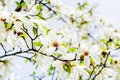 Magnolia stellata blossoming