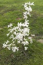 Magnolia stellata bush Royalty Free Stock Photo