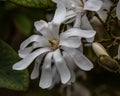 Magnolia stellata Royalty Free Stock Photo