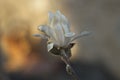 Magnolia stellata - flower