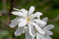 Magnolia stellata