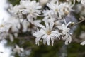 Magnolia stellata, sometimes called the star magnolia, is a slow-growing shrub or small tree native to Japan. White magnolia Magn