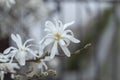 Magnolia stellata, sometimes called the star magnolia, is a slow-growing shrub or small tree native to Japan. White magnolia Magn