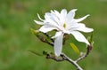 Magnolia stellate Royalty Free Stock Photo
