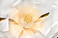 Magnolia stigma with carpels, stamens and white petals bloomed