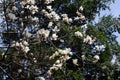 The branches of spring are full of Magnolia Royalty Free Stock Photo