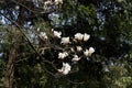 The branches of spring are full of Magnolia