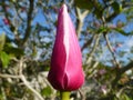 Magnolia `Susan`. Pink bud Ready to bloom