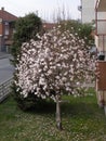 Magnolia Sweetbay tree Royalty Free Stock Photo