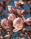 Magnolia tree Royalty Free Stock Photo