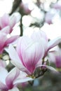 Magnolia tree with beautiful flower outdoors, closeup. Awesome spring blossoms Royalty Free Stock Photo