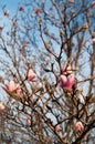 Magnolia tree Royalty Free Stock Photo